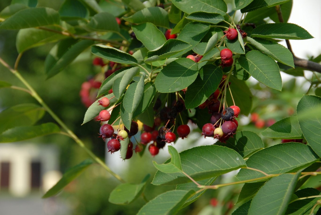 Amelanchier lamarckii - 100-120 CM RB